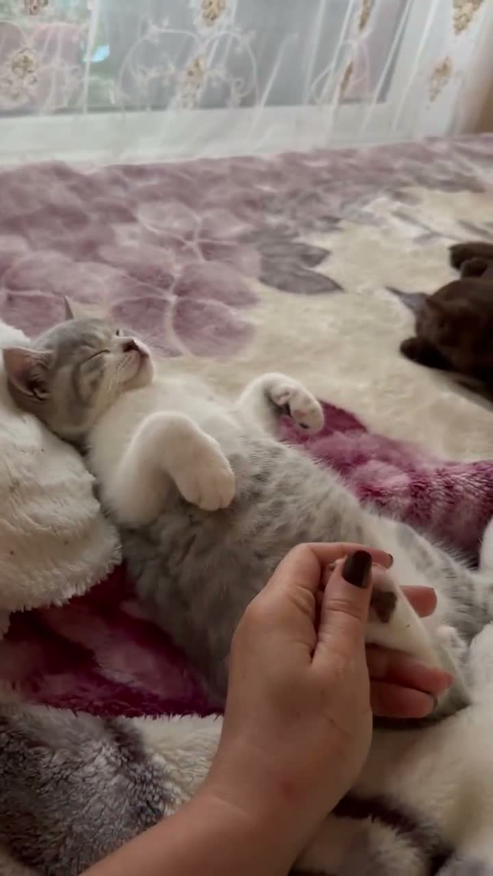 British Shorthair cats for sale: BSH kittens 💝 5 🌟🌟🌟🌟🌟 - Video 3