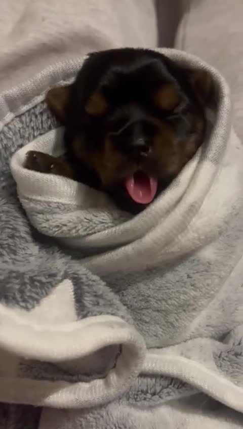 Yorkshire Terrier dogs for sale: BeautifulYorkshireTerrier Puppies-Raised with Care - Video 1