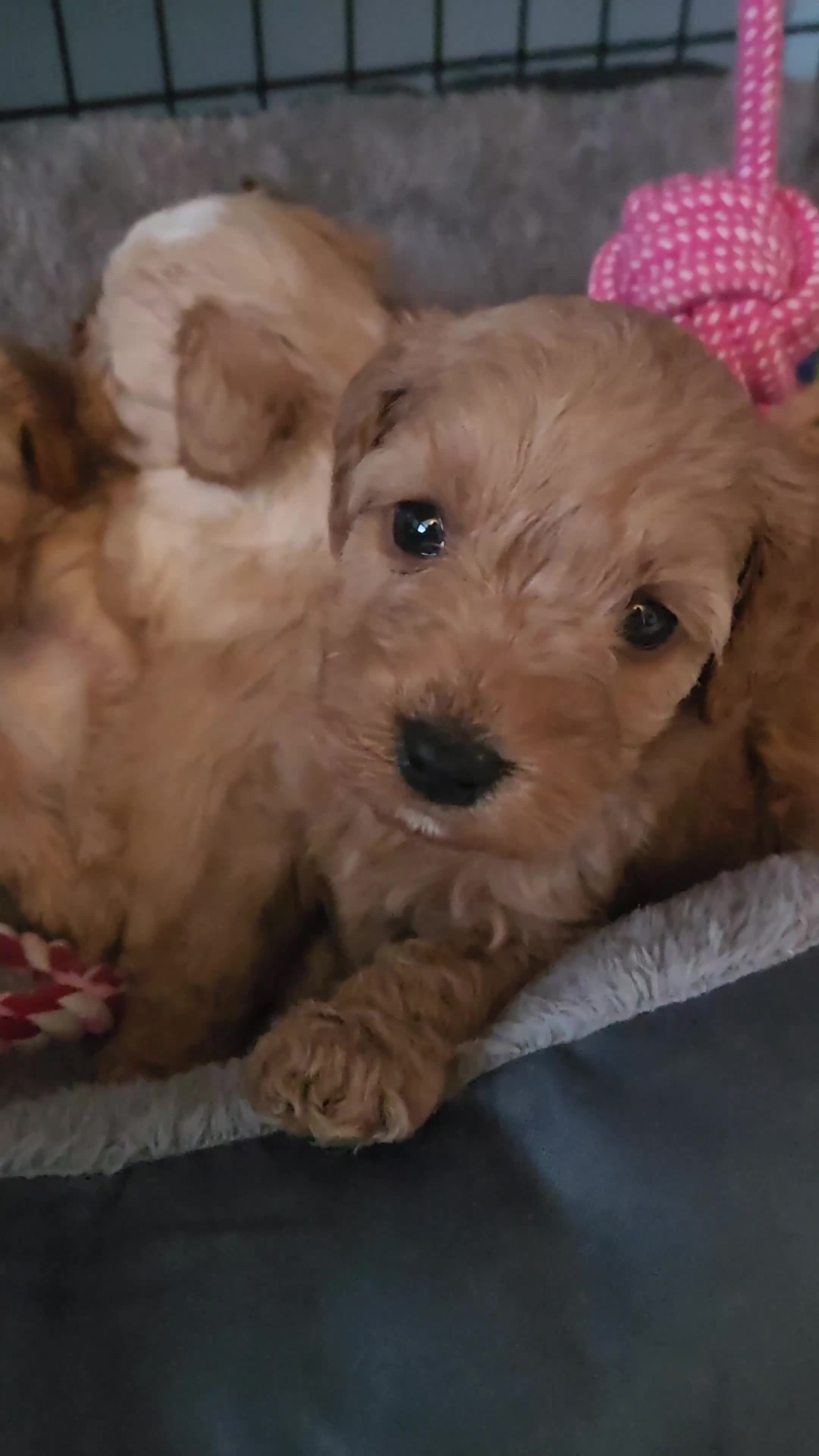 Cavapoo dogs for sale: Cavapoo's with puppy package included - Video 2
