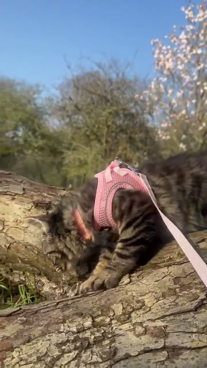 Maine Coon cats for sale: Fortuna for sale - Video 1