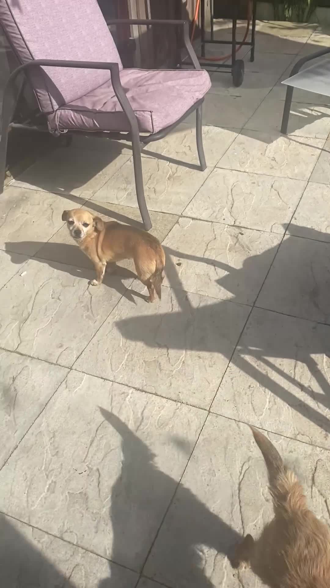 Border Terrier dogs for sale: Coco and Bella need new homes 😢 in Pickering - Video 2