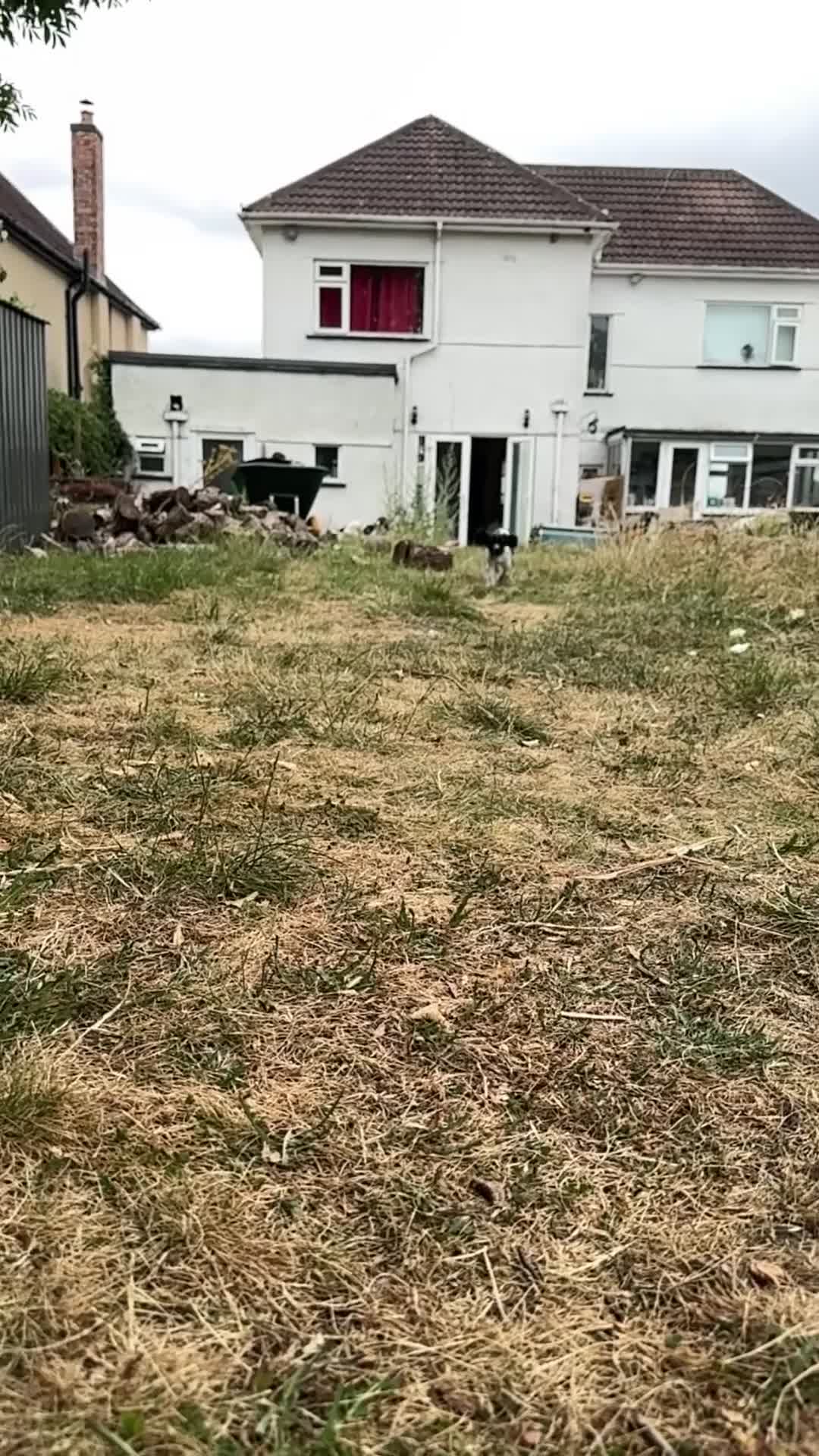 Sprocker dogs for sale: 3 Spaniel female puppies  in Mansfield - Video 2