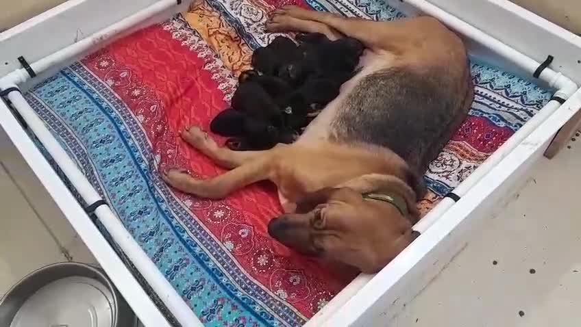 Bloodhound dogs for sale: Bloodhound Puppies - Video 1