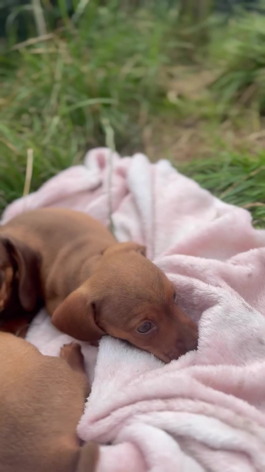 Miniature Dachshund dogs for sale: dachshund puppies - Video 1