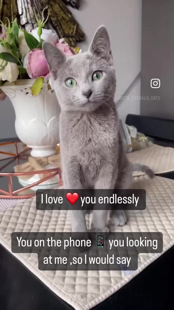 Russian Blue cats for sale: Pure pedigree Tica registered Russian blue girl  - Video 1