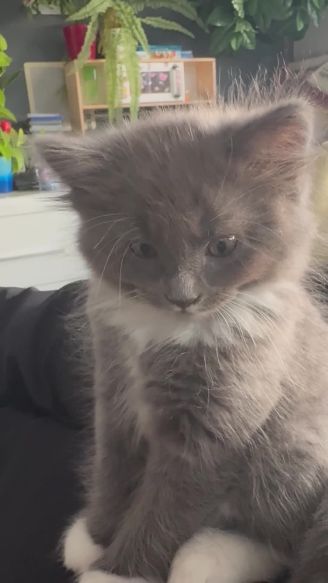 Mixed Breed cats for sale: Grey Long-Haired Female – British Blue Cross - Video 2