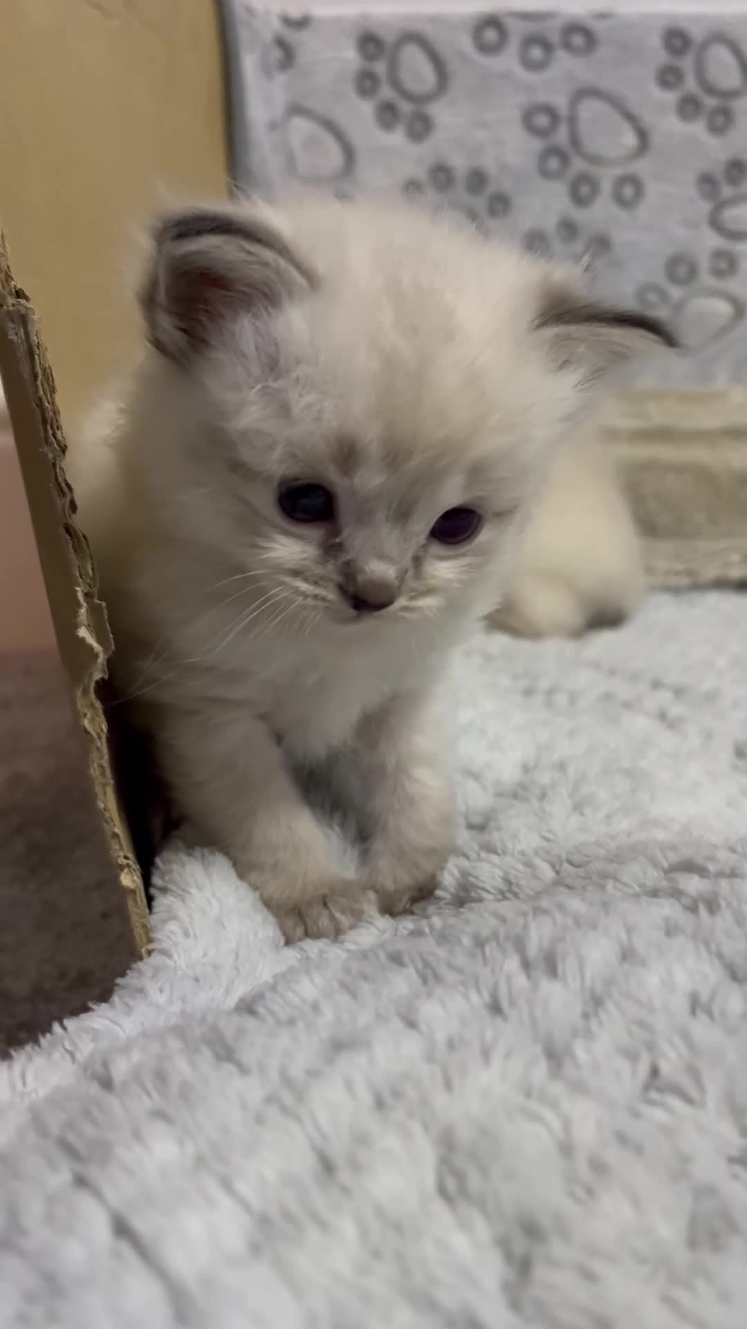 Ragdoll cats for sale: 7 beautiful lynx blue/seal point ragdoll kittens - Video 2