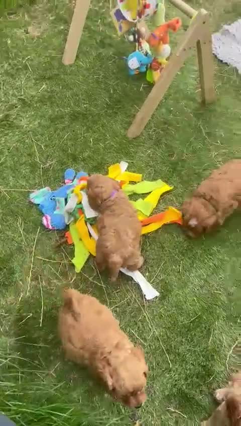 Cavapoo dogs for sale: Beautiful fully DNA tested Cavapoo's  - Video 3