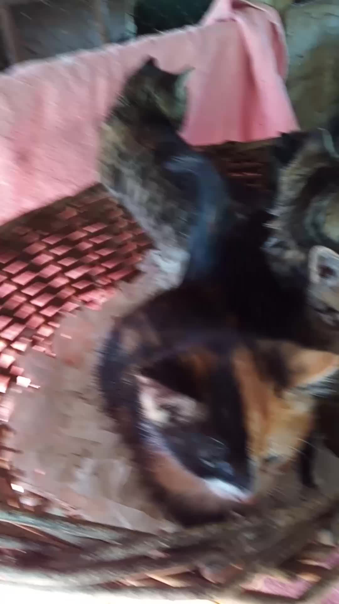 Mixed Breed cats for sale: RARE CHIMERA RAGDOLL/BENGAL  X MOGGY KITTENS - Video 1