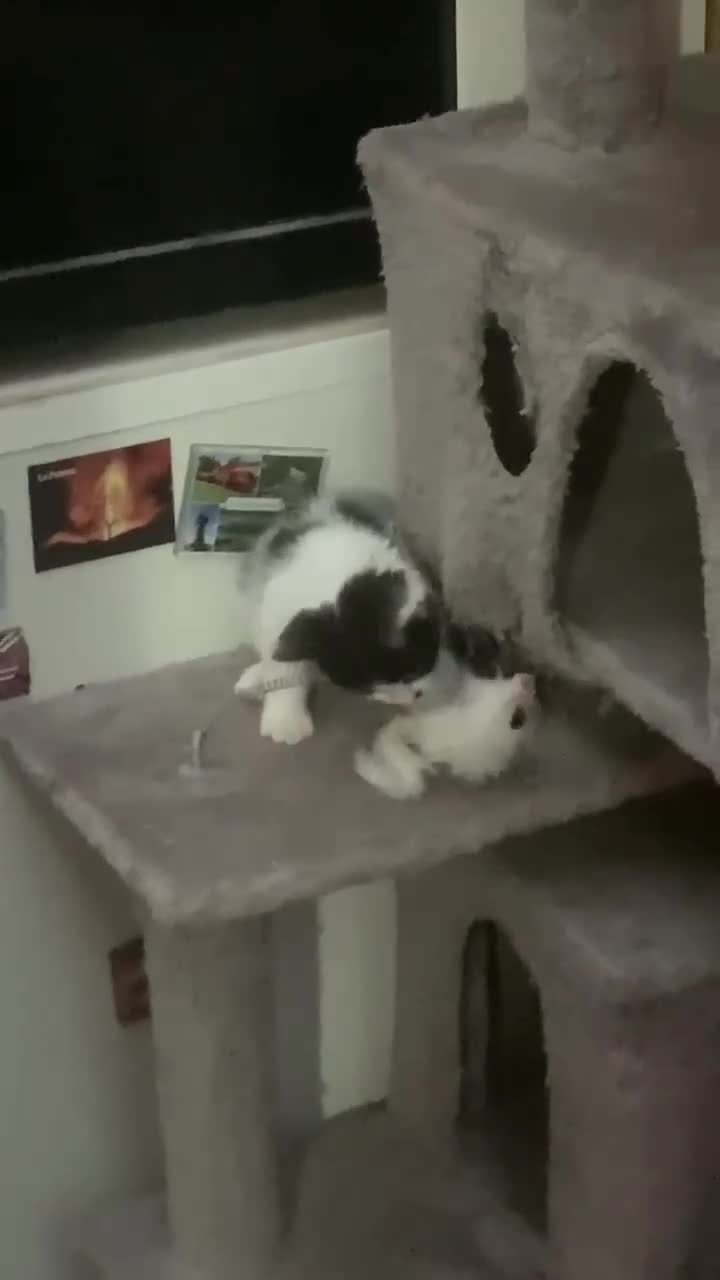 Mixed Breed cats for sale: Four adorable, cuddly kittens - Video 3