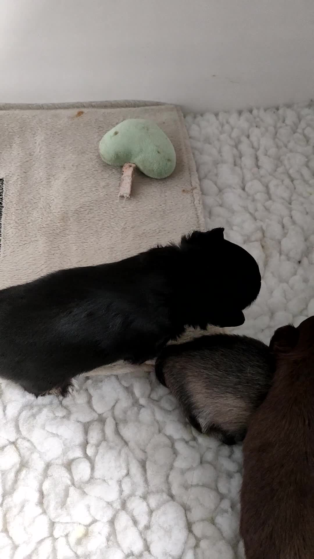Chihuahua dogs for sale: Stunning long coat chihuahua puppies  - Video 3