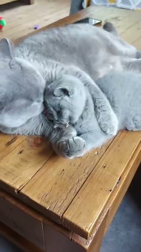 British Shorthair cats for sale: GCCF Pedigree British Shorthair Kittens - Video 1