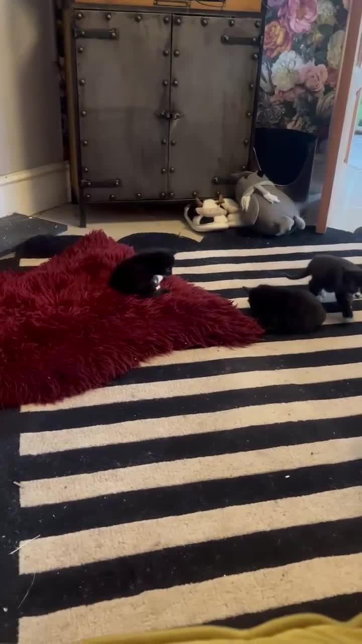 British Shorthair cats for sale: Beautiful little kittens for sale - Video 1