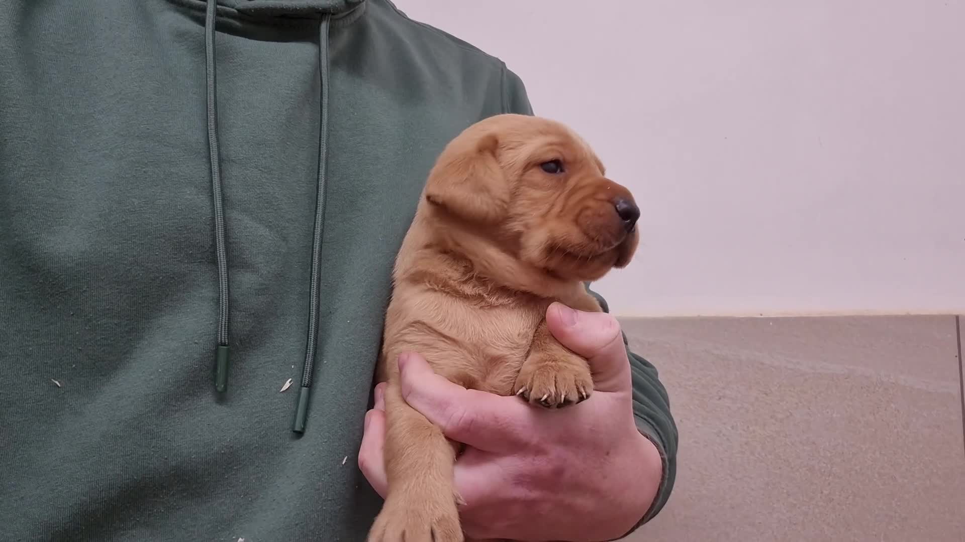 Labrador Retriever dogs for sale: Labrador Puppies - Video 1