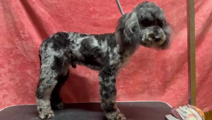 Poodle dogs for adoption: Spots: The Poodle Who Was Left to Die - Video 1