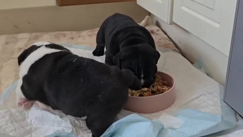 English Bulldog dogs for sale: Beautiful English buldog awaiting for new parents - Video 3