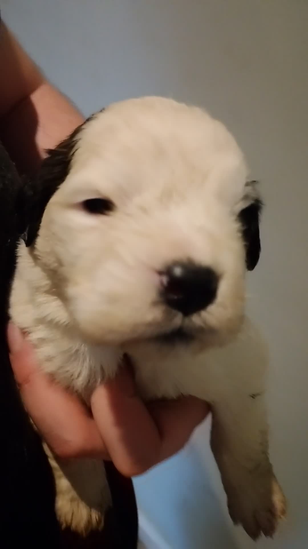 Saint Bernard dogs for sale: Beautiful saint Bernard puppies - Video 1