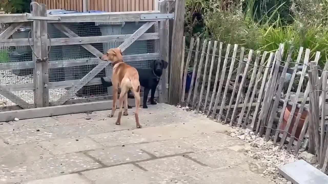 Mixed Breed dogs for adoption: Sweet and loveable Honey, 5 months old - Video 4