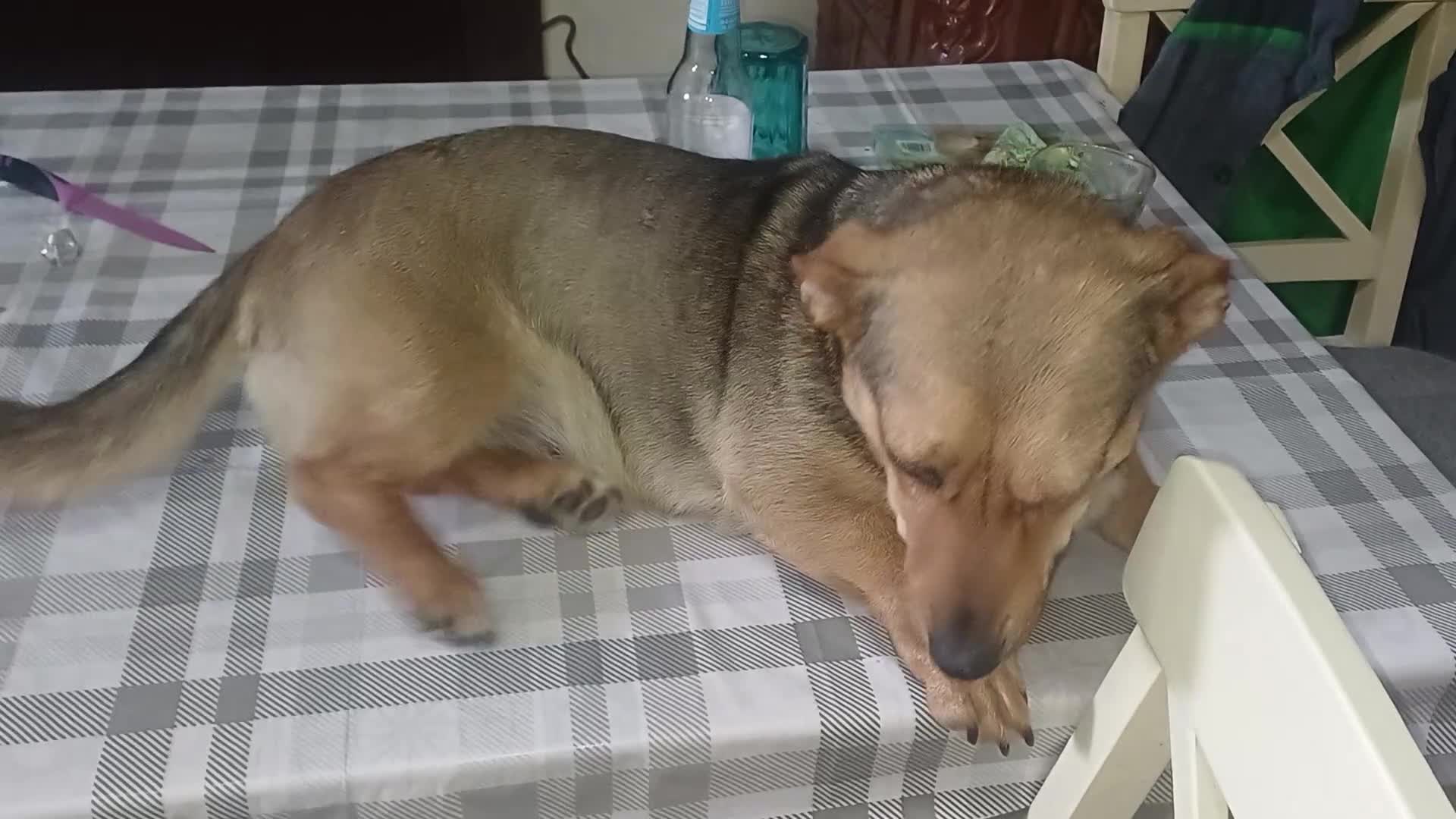 Mixed Breed dogs for adoption: 💛BELLA – The Little Street Dog Who Chose To Trust in Nottingham - Video 3