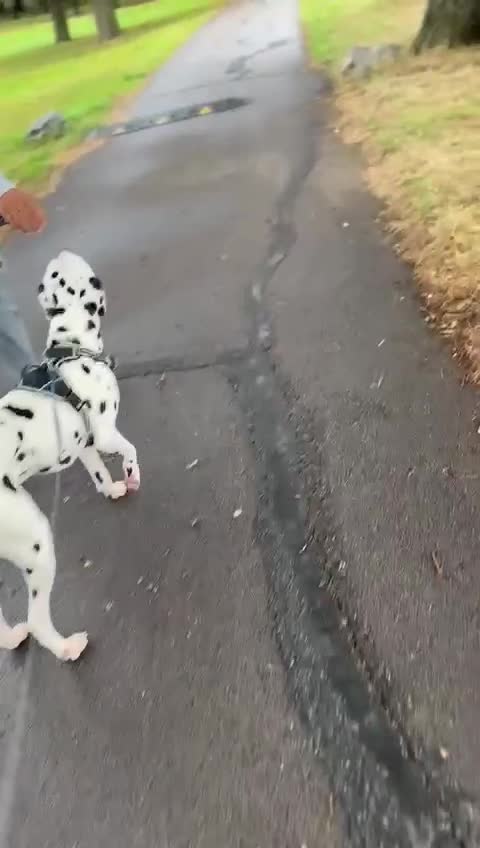Dalmatian dogs for sale: Dalmation boy  - Video 2