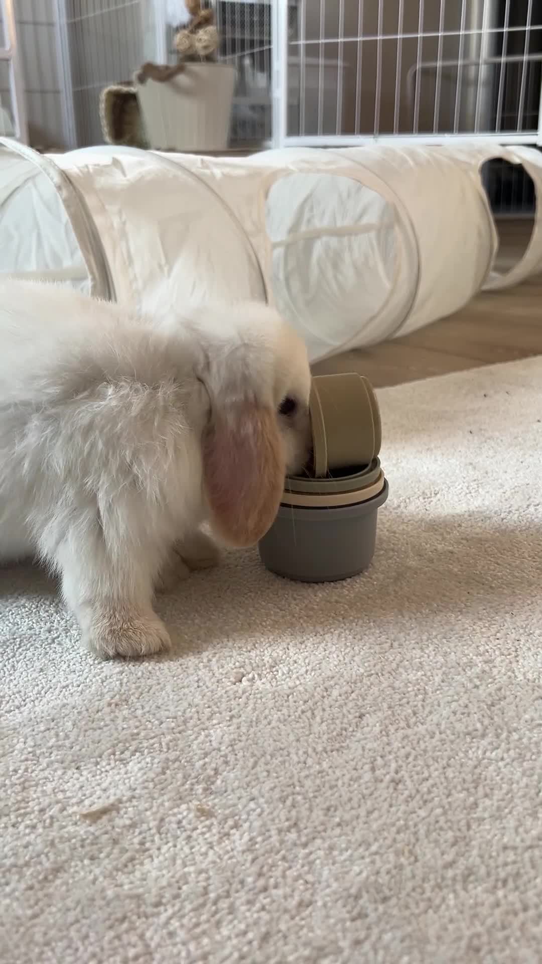 Mini Lop rabbits for sale: Mini Lop Bunny - Mickey - Video 4