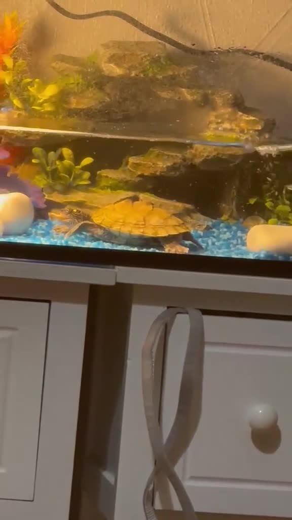 Turtle reptiles for sale: Mississippi Map Turtle in Derby - Video 1