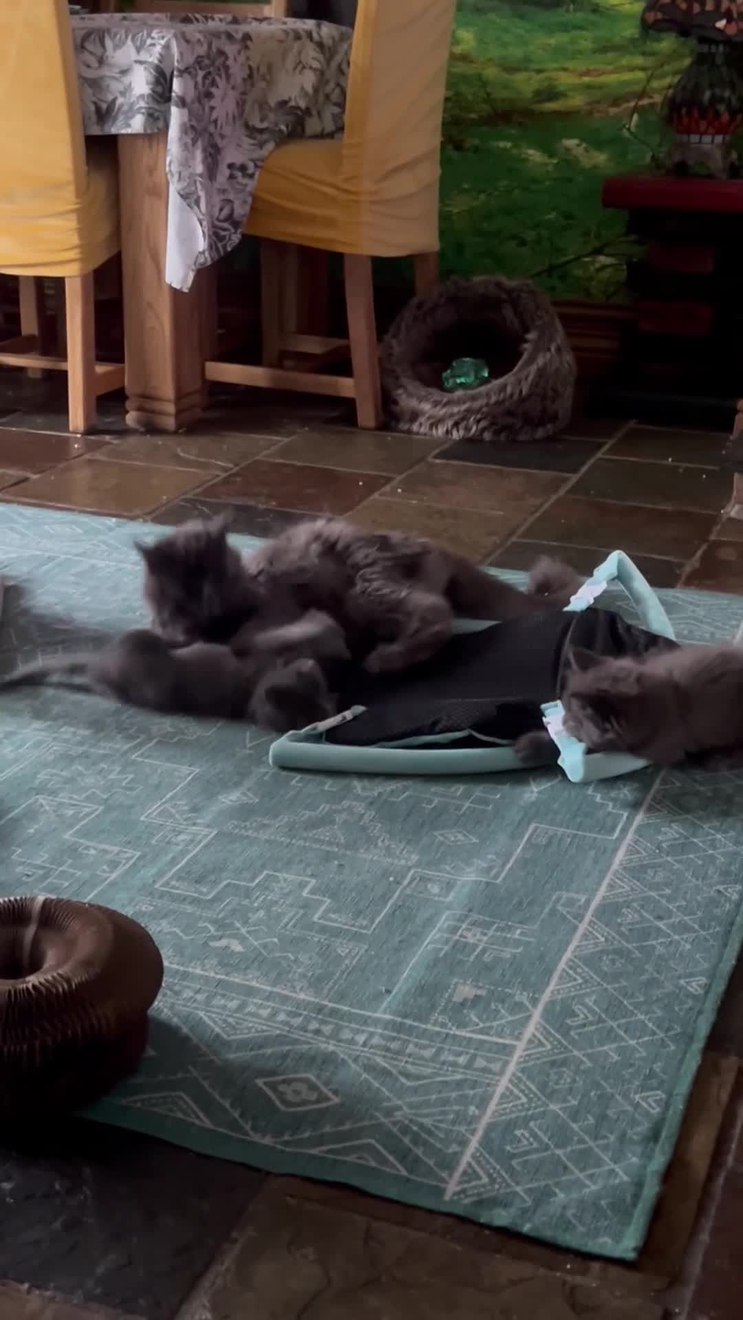 Maine Coon cats for sale: Beautiful GCCF reg Mainecoon kittens available  - Video 2