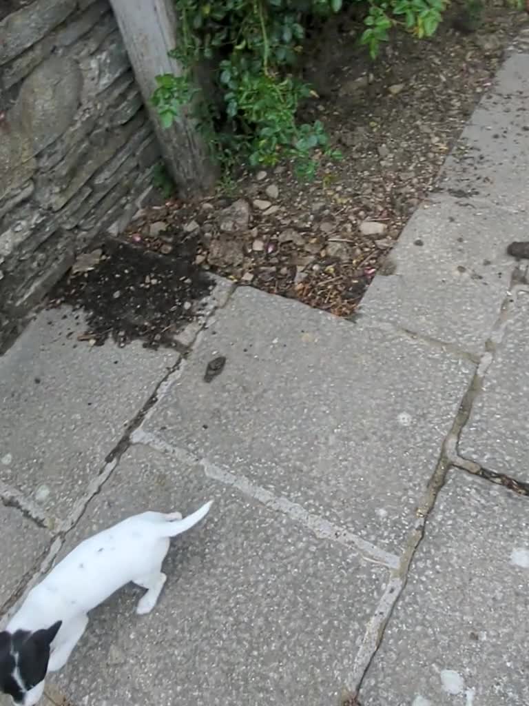Jack Russell dogs for sale: Jack Russell's Now FULLY vaccinated  - Video 2