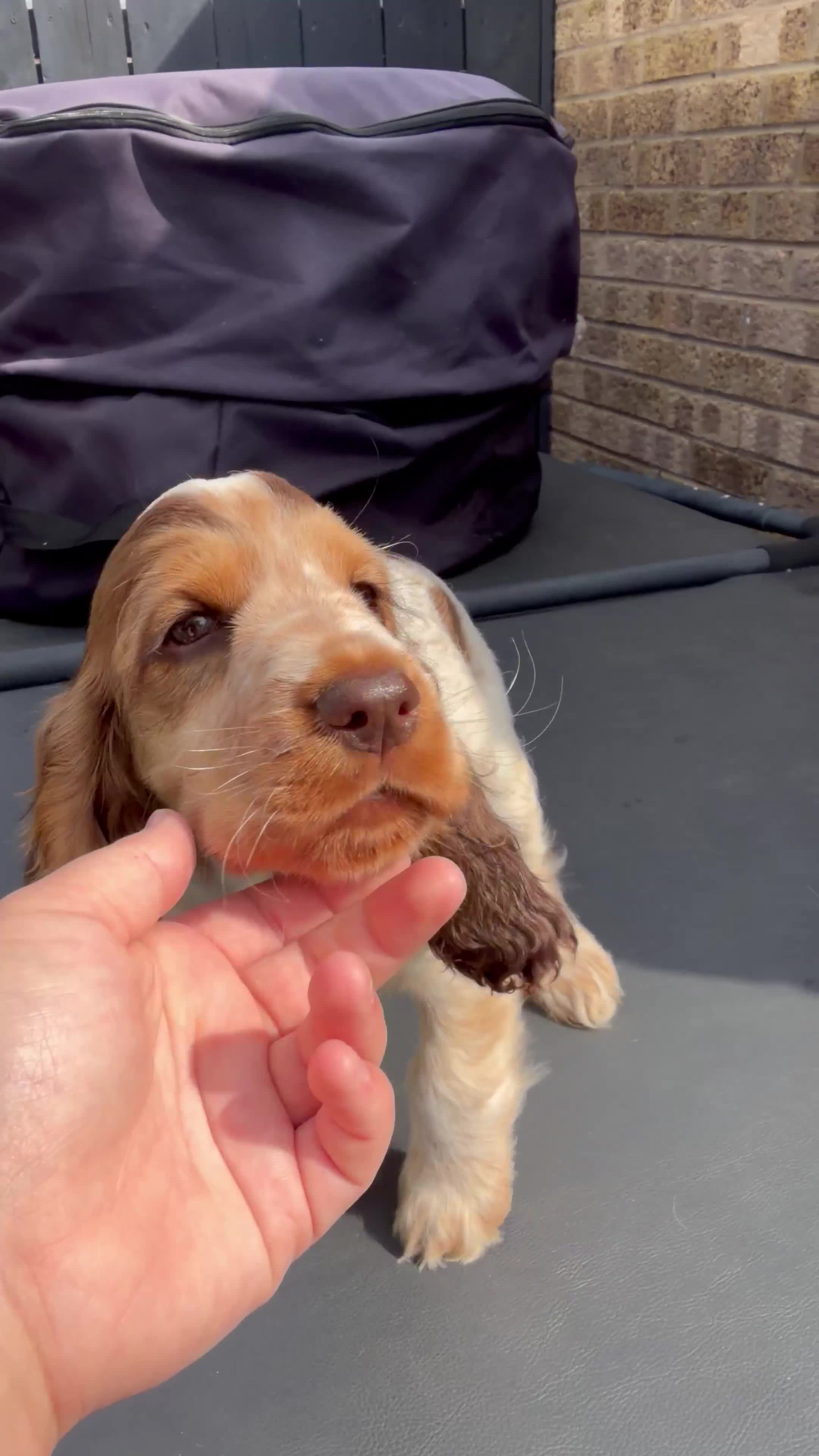 Cocker Spaniel dogs for sale: gorgeous Chocolate roan sable girl🤎 - Video 2