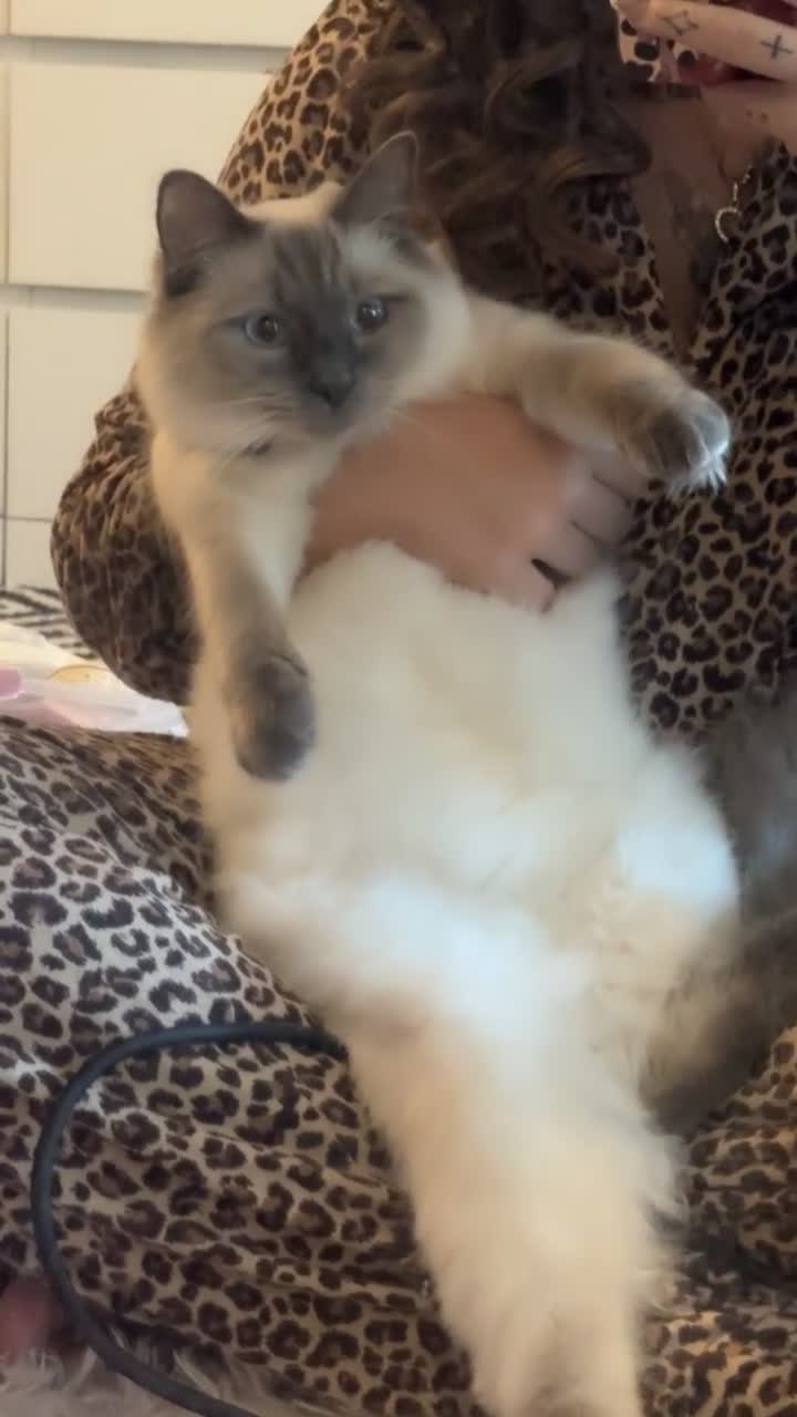 Ragdoll cats for sale: Dutches 9 month old  - Video 2