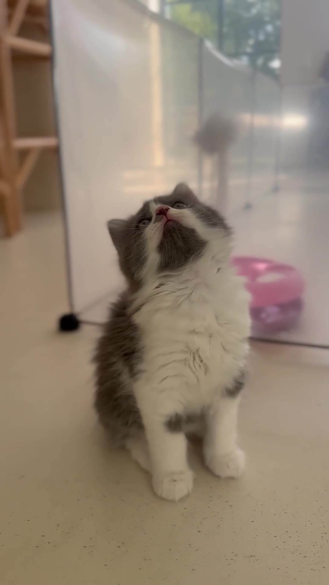 Ragdoll cats for sale: Gorgeous half pedigree Ragdoll kittens - Video 3