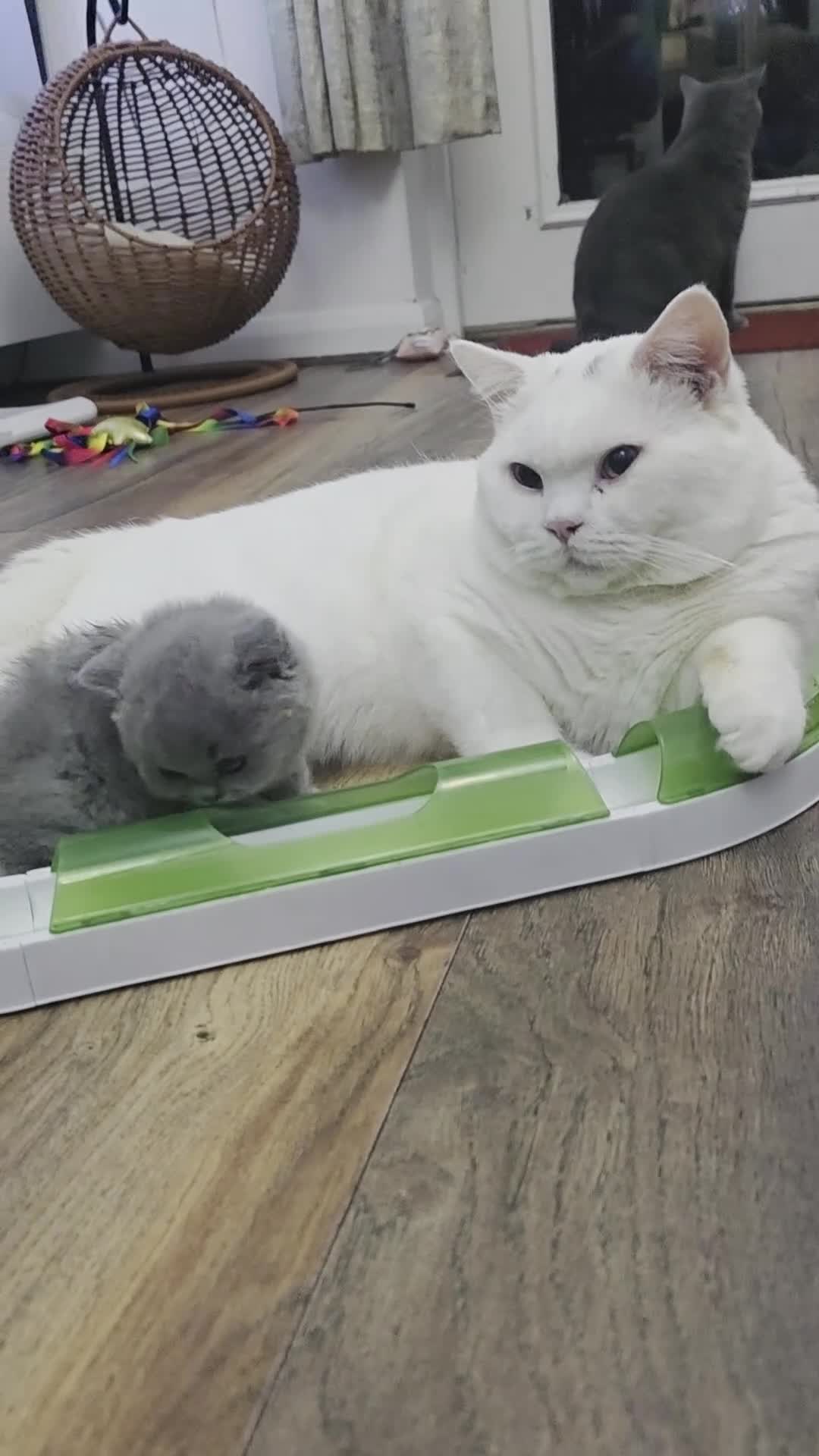 British Shorthair cats for stud: BSH White Boy GCCF registered – proven stud   - Video 1