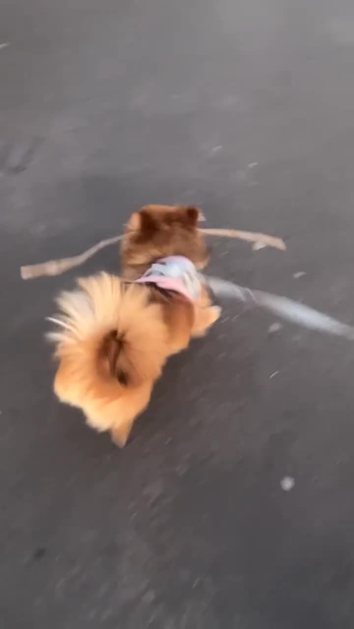 Pomeranian dogs for sale: Girl Pomeranian puppy for Sale - Greenwich, London - Video 1