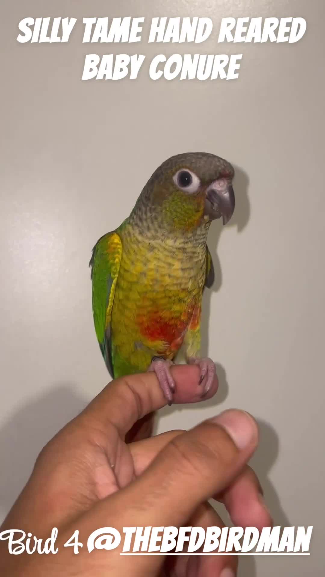 Conures birds for sale: 100% SILLY TAME HAND REARED BABY CONURES - Video 4