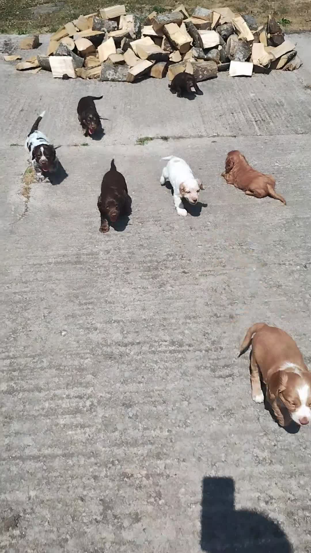 Cocker Spaniel dogs for sale: Cocker Spaniel Puppies  - Video 4