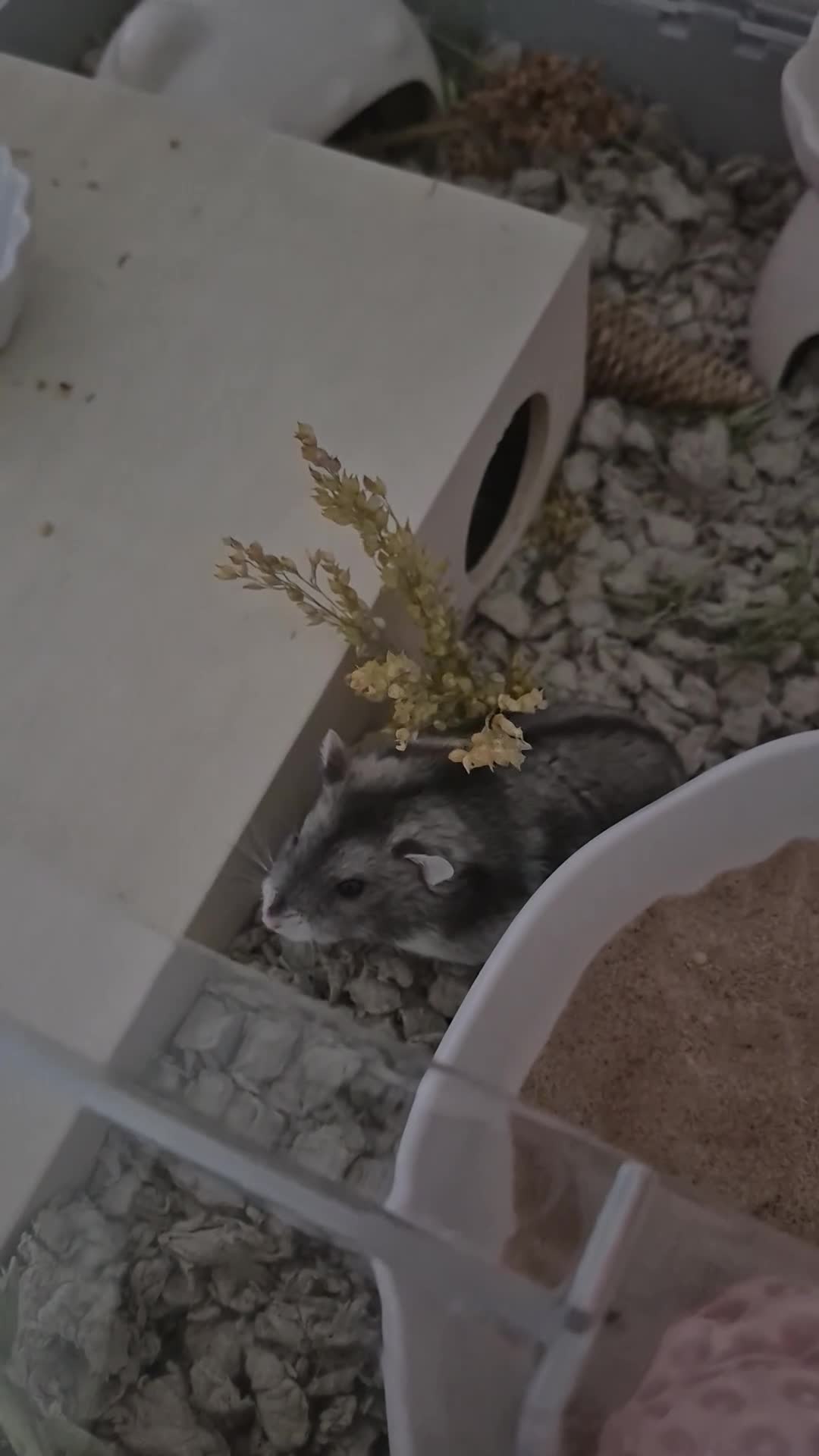 Hamster rodents for sale: Female Dwarf hamster  in Liverpool - Video 2