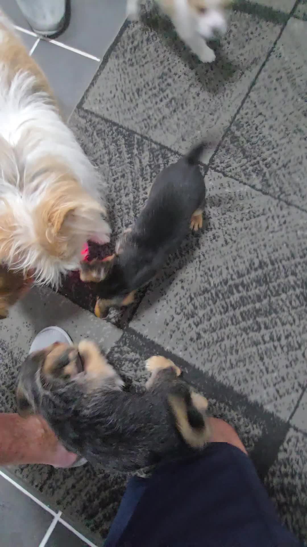Mixed Breed dogs for sale: Jack Russell terrier  - Video 3