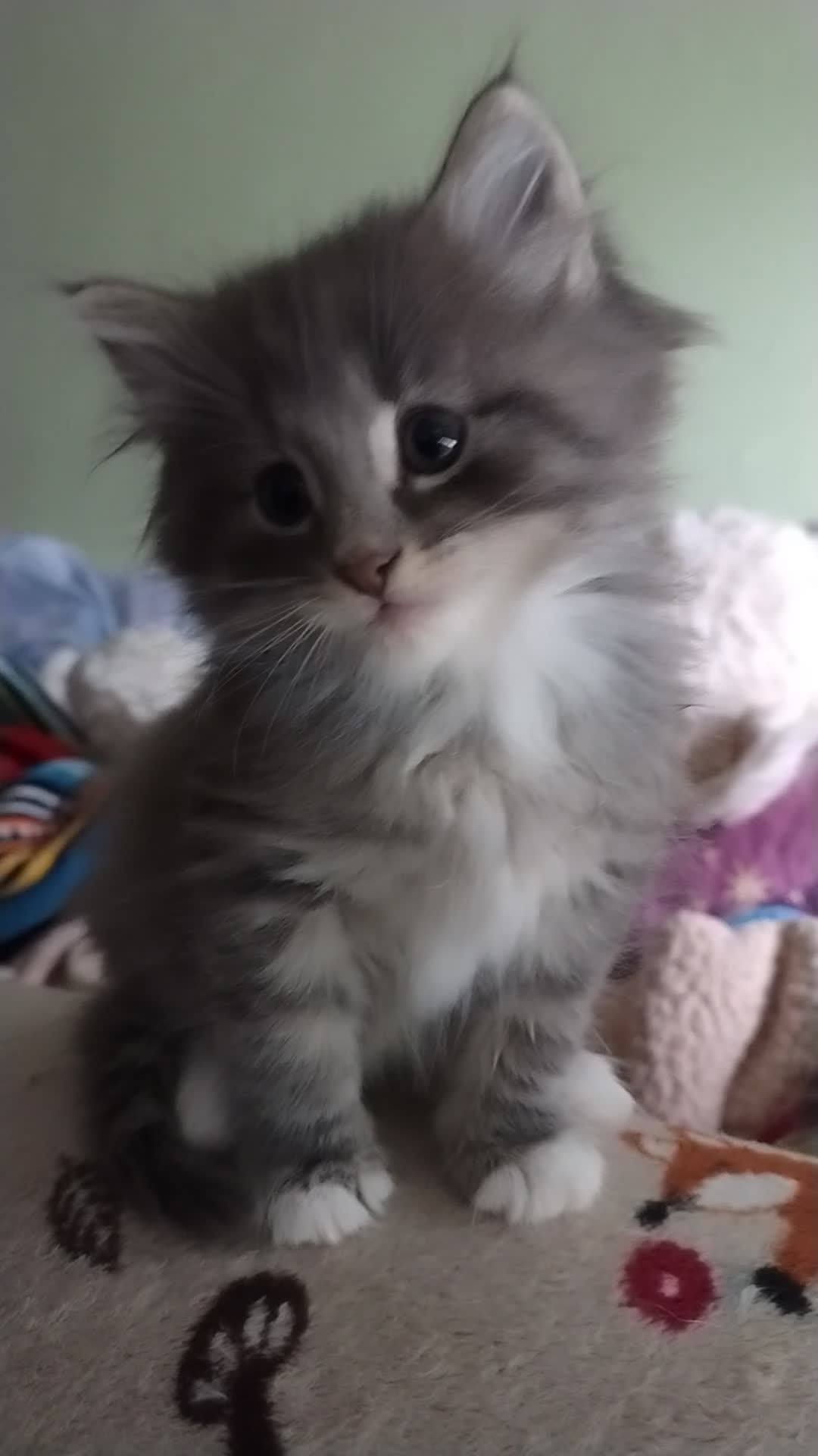 Norwegian Forest Cat cats for sale: Beautiful pedigree Norwegian Forest kittens  - Video 2