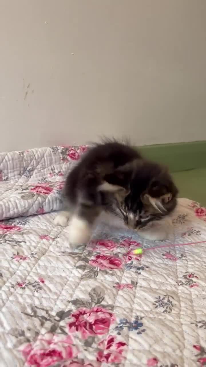 Maine Coon cats for sale: Full Maine Coon Kittens - Video 4