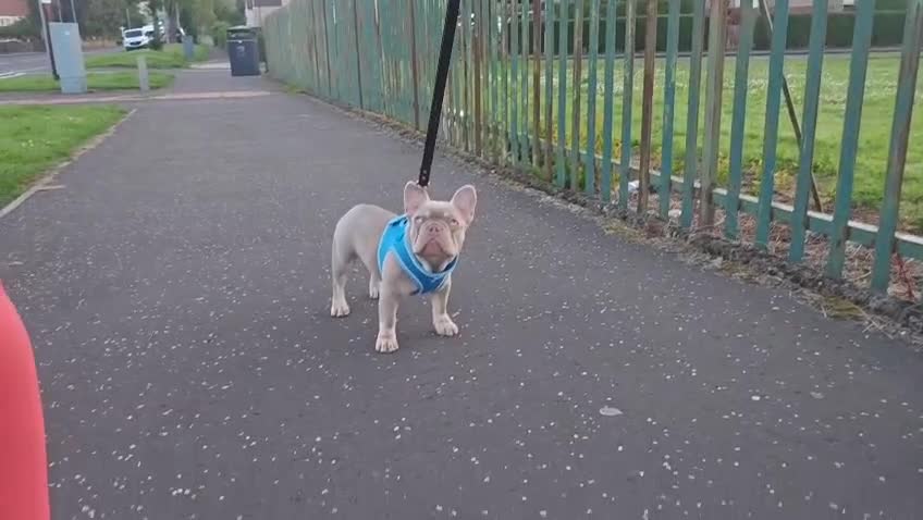French Bulldog dogs for sale: Micro isabella french bulldog  - Video 1