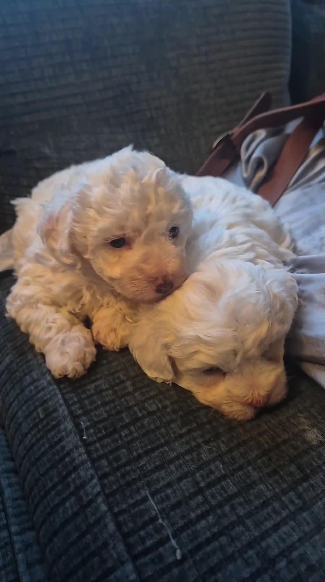 Maltipoo dogs for sale: Stunning Toy Maltipoo Female PuppyDNA tested clear - Video 1