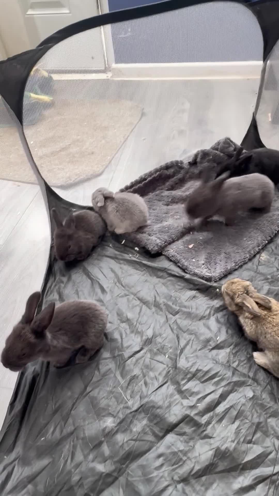 Continental Giant rabbits for sale: German Giants (continental giant rabbits) - Video 1