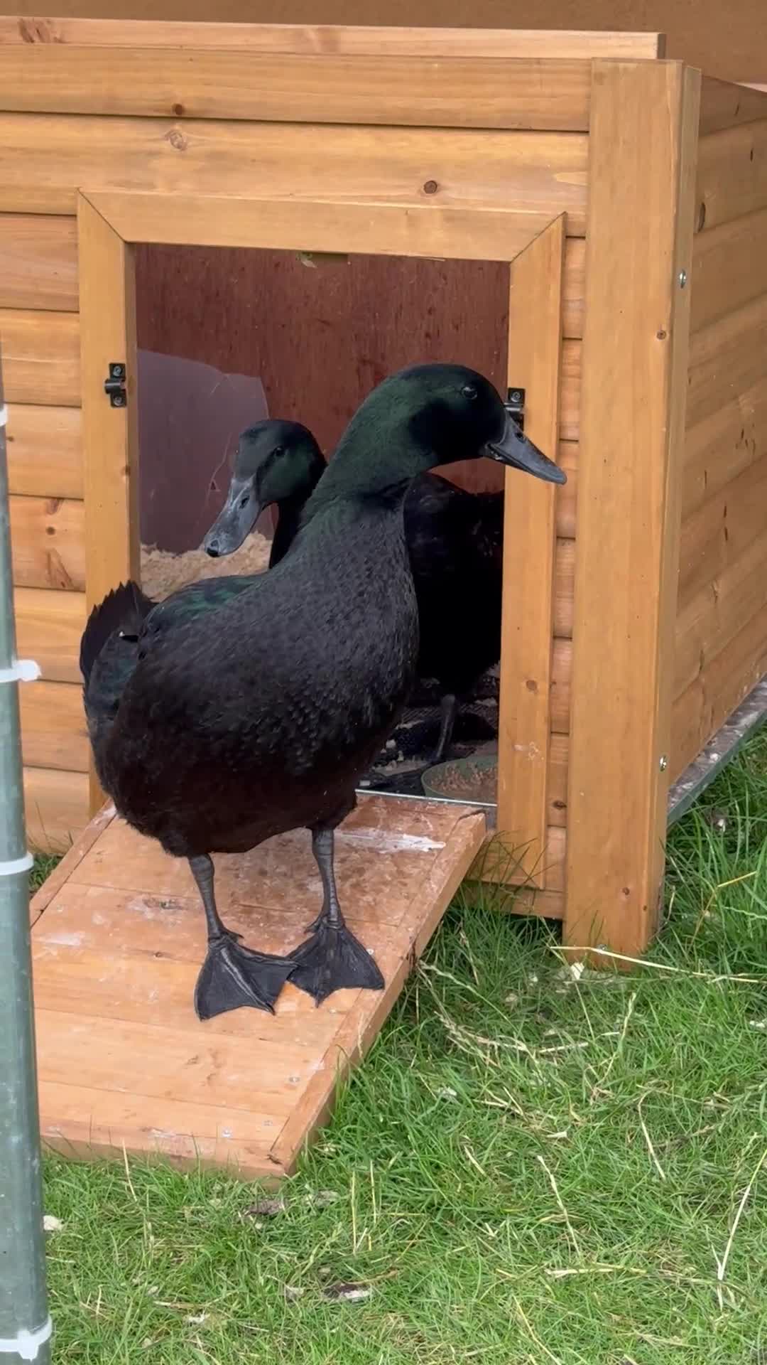 Ducks poultry for sale: Cayuga Ducks for rehome in Grimsby - Video 1