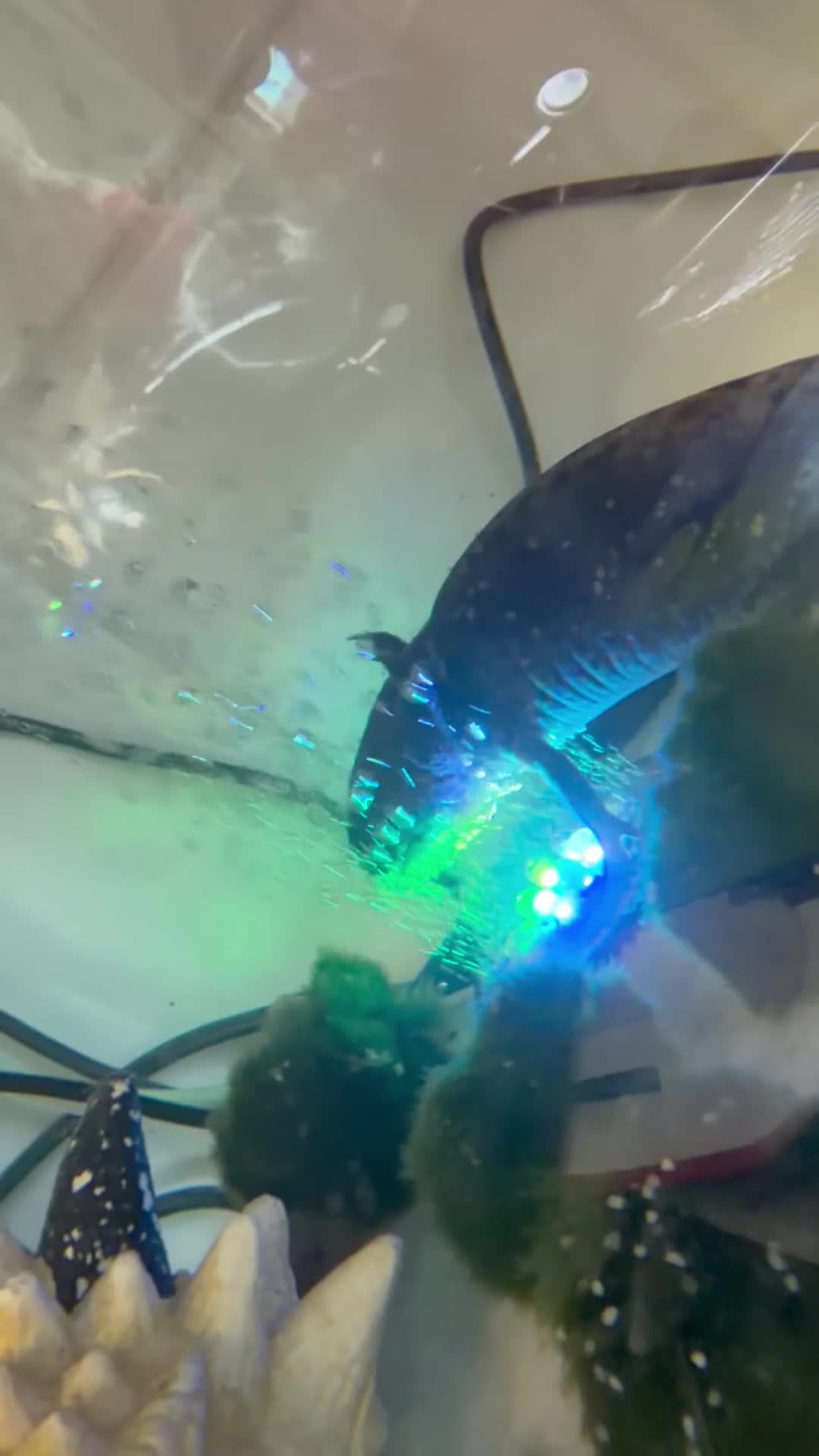 Axolotl reptiles for sale: 2 axolotls  - Video 1