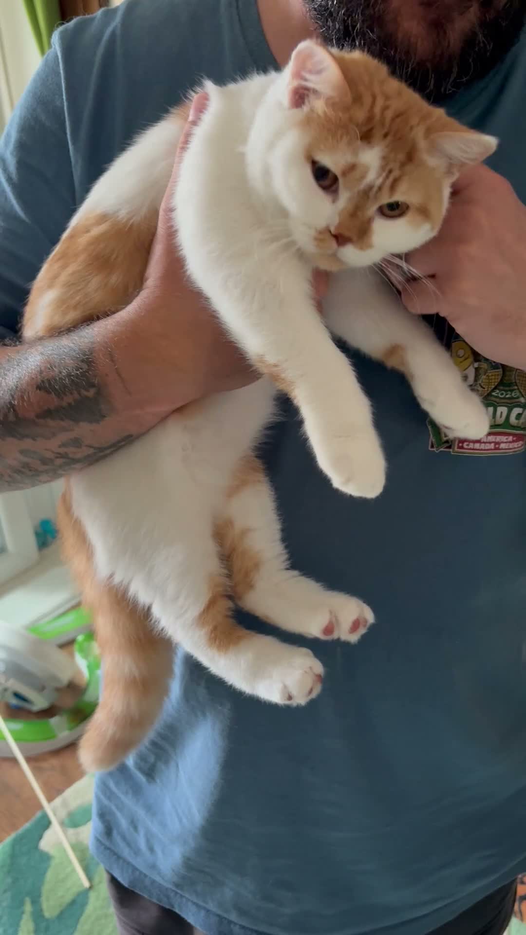 British Shorthair cats for sale: Last girl left- red and white bsh girl ❤️ - Video 1