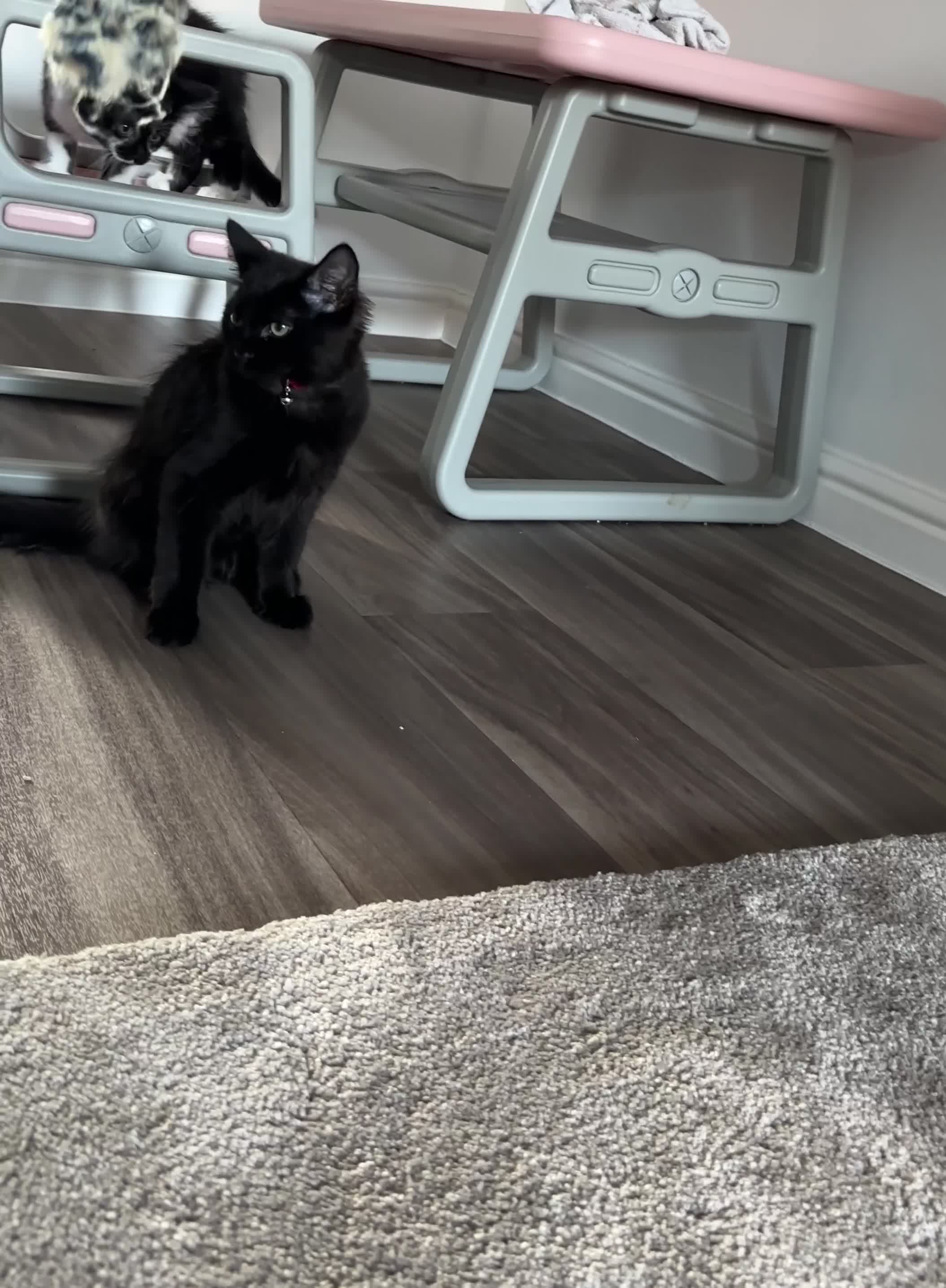 Mixed Breed cats for sale: Fluffy black cute boy  - Video 1