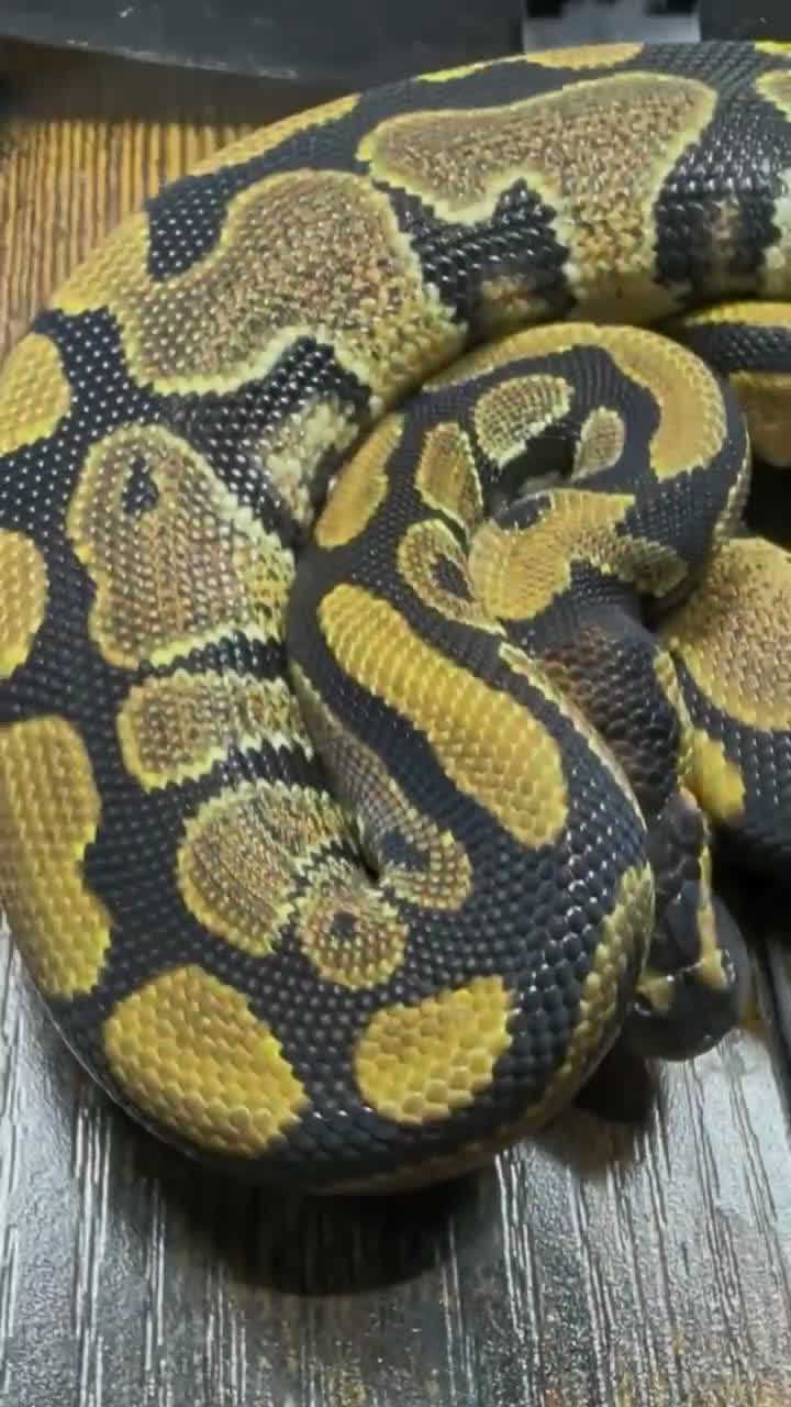 Snake reptiles for sale: Gravel het desert ghost  - Video 1