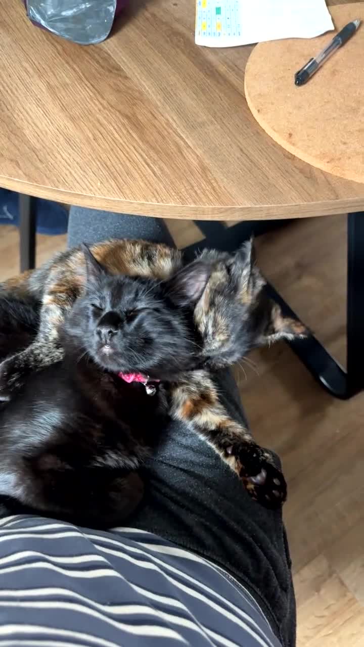 Mixed Breed cats for sale: 7 month old brother & sister looking for new home - Video 4