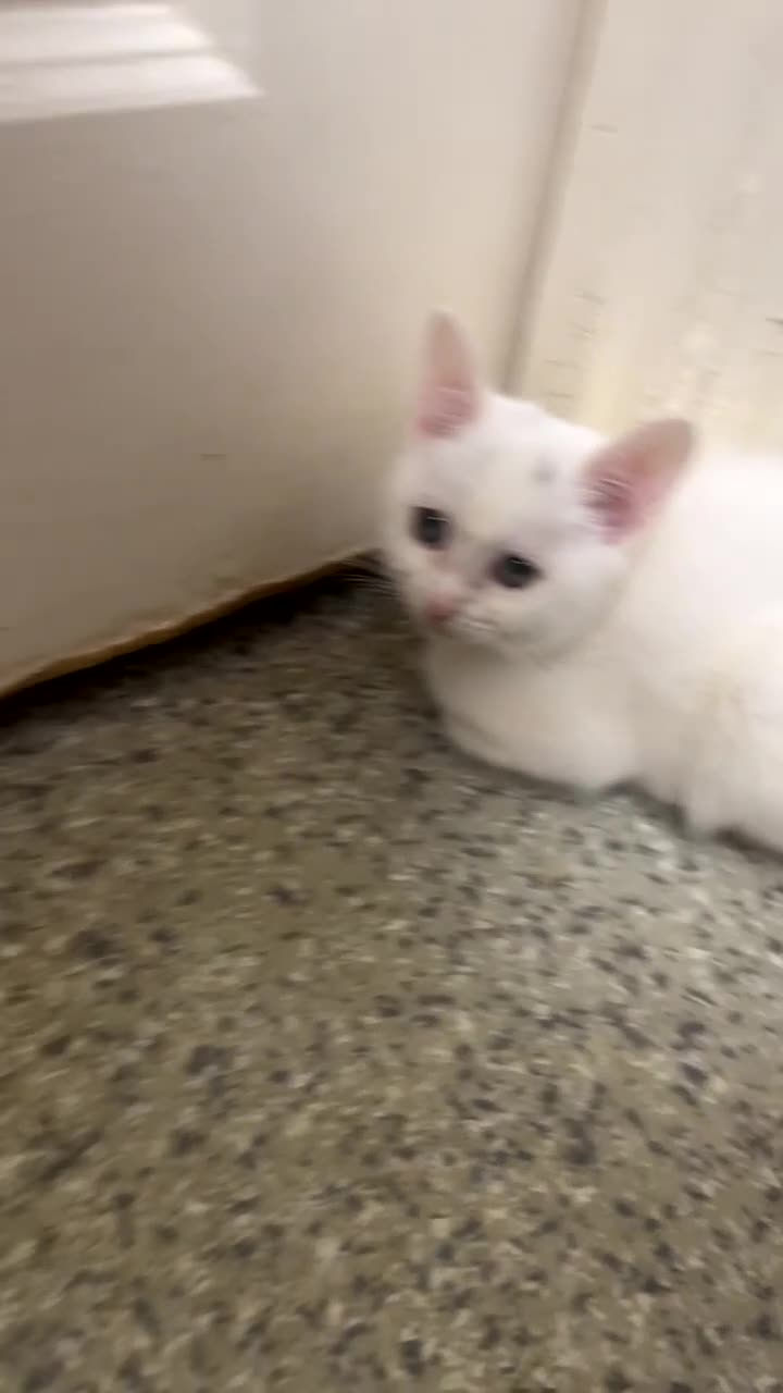 Russian Blue cats for sale: Angel  - Video 2