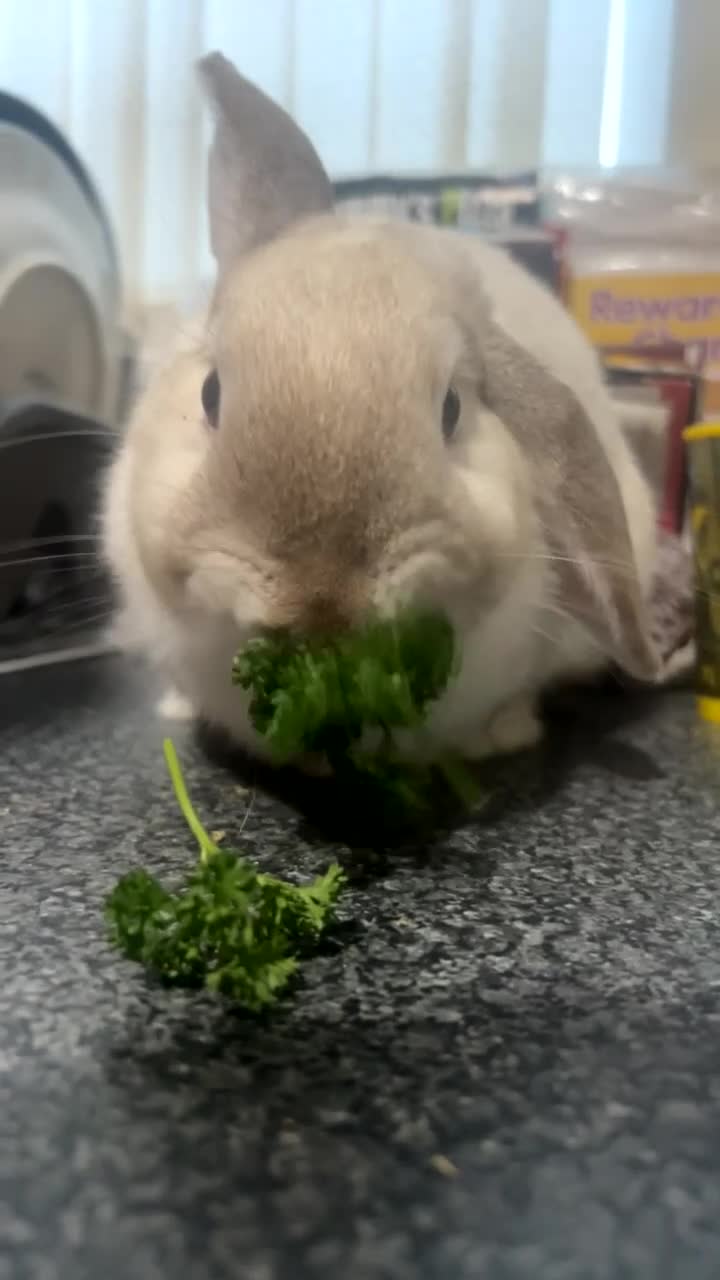 Mini Lop rabbits for sale: Gorgeous mini lop for sale in Runcorn - Video 1